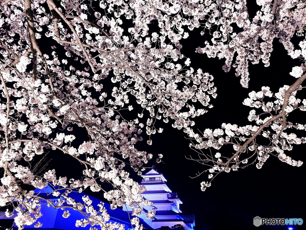 夜桜２