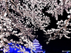 夜桜２