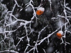 枝白くして雪柿