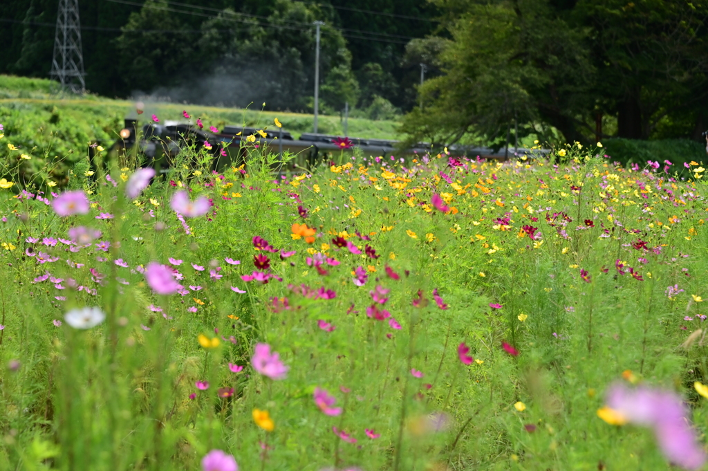 お花畑