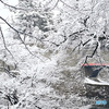 雪桜