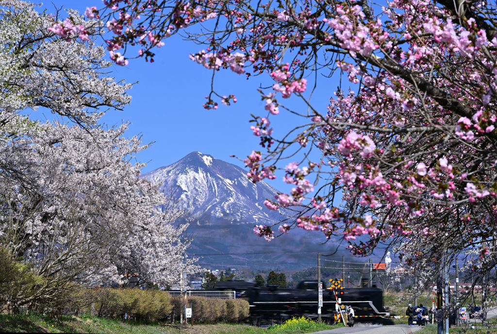 桜晴れ