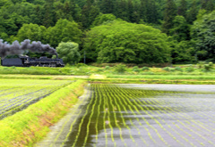 緑の風