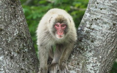 野生