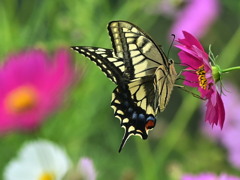 花蝶諷詠