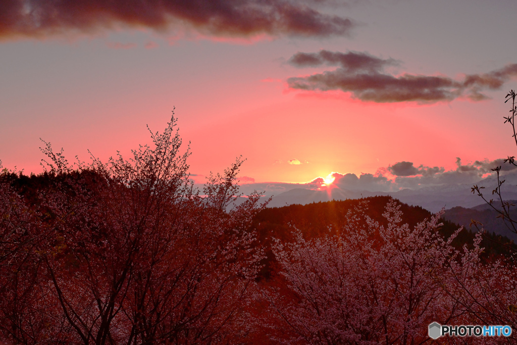 夕染桜