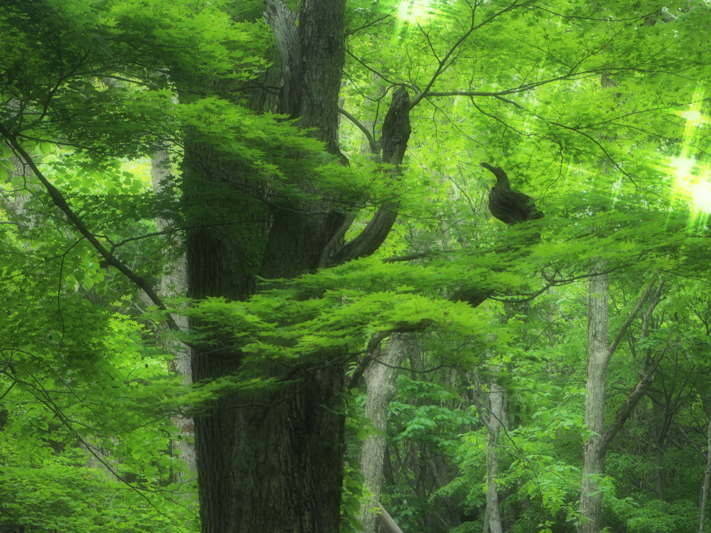 鳥かと思ったら