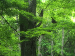 鳥かと思ったら