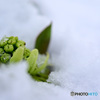 雪割り