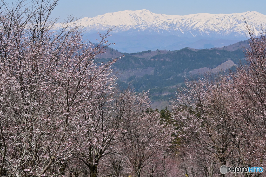 峠の桜