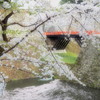爛漫の春２