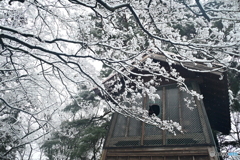 雪桜２