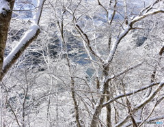 山雪に枝白くして日のゆきわたる