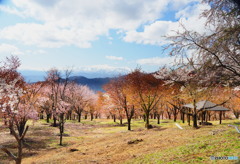 峠の桜