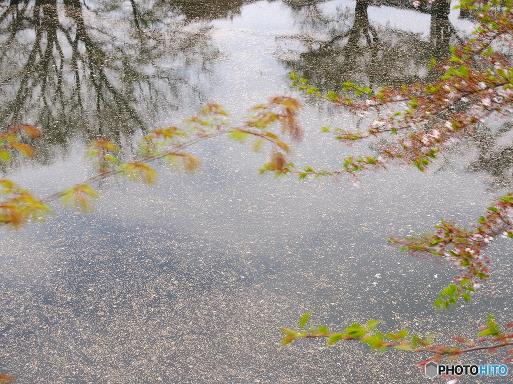 散りそめし城堀に花の色