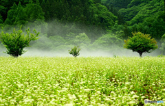 蕎麦畑×川霧