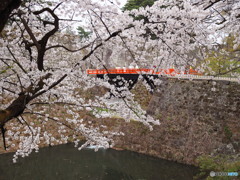 鶴ヶ城桜花