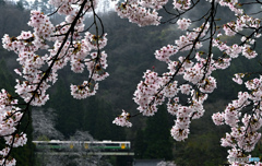 まだ桜