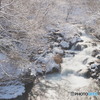 雪弥生・春光