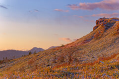 黄金色の朝　XT5