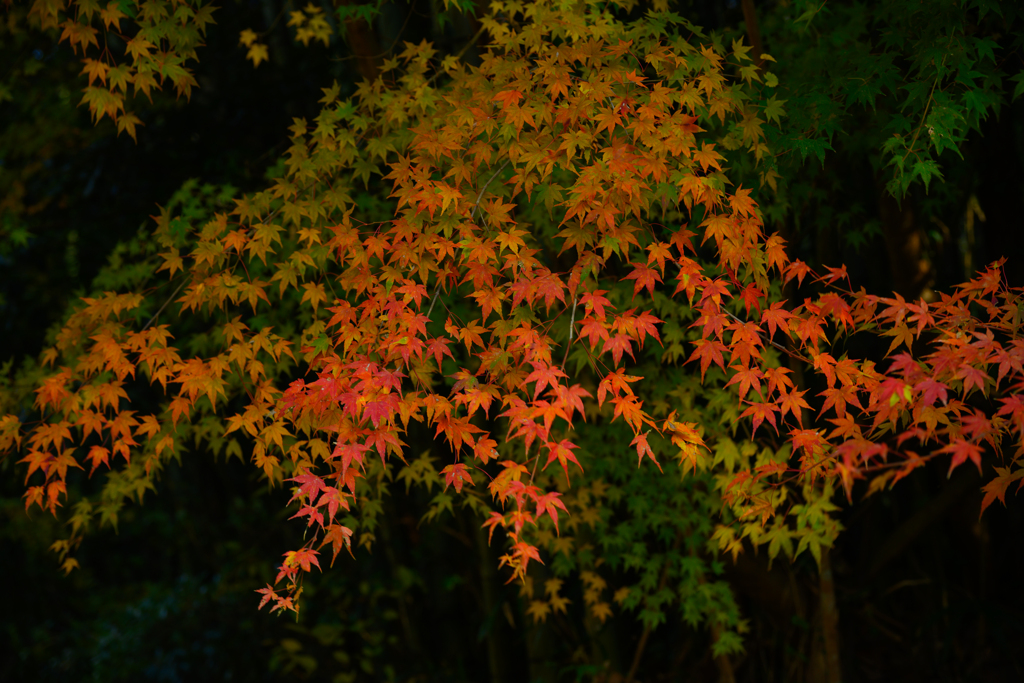 Z7S_6477