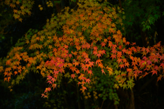 Z7S_6477