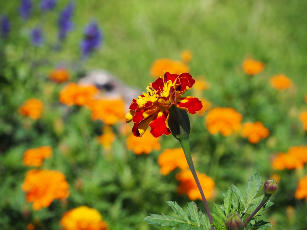 赤と黄色のお花！