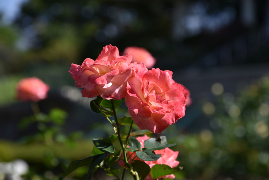 東山公園のバラ園にて