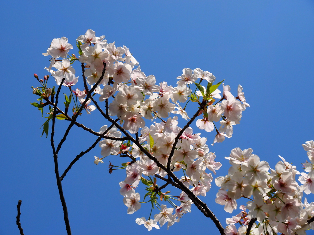 桜と青空