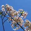 桜と青空