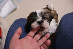 甘噛み大好きしずくちゃん