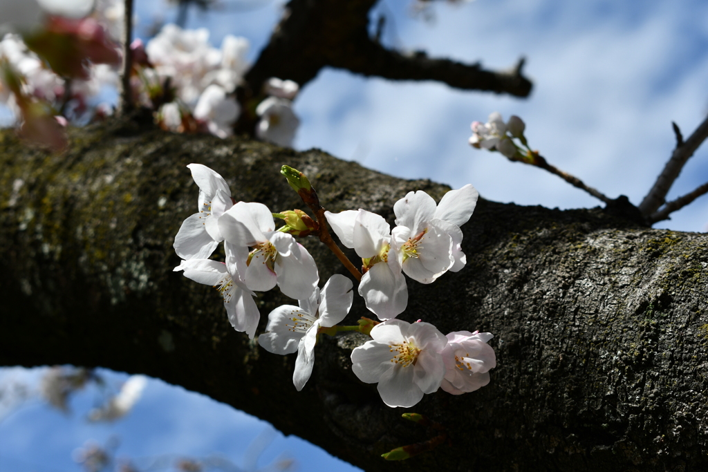 近所の公園の桜その２