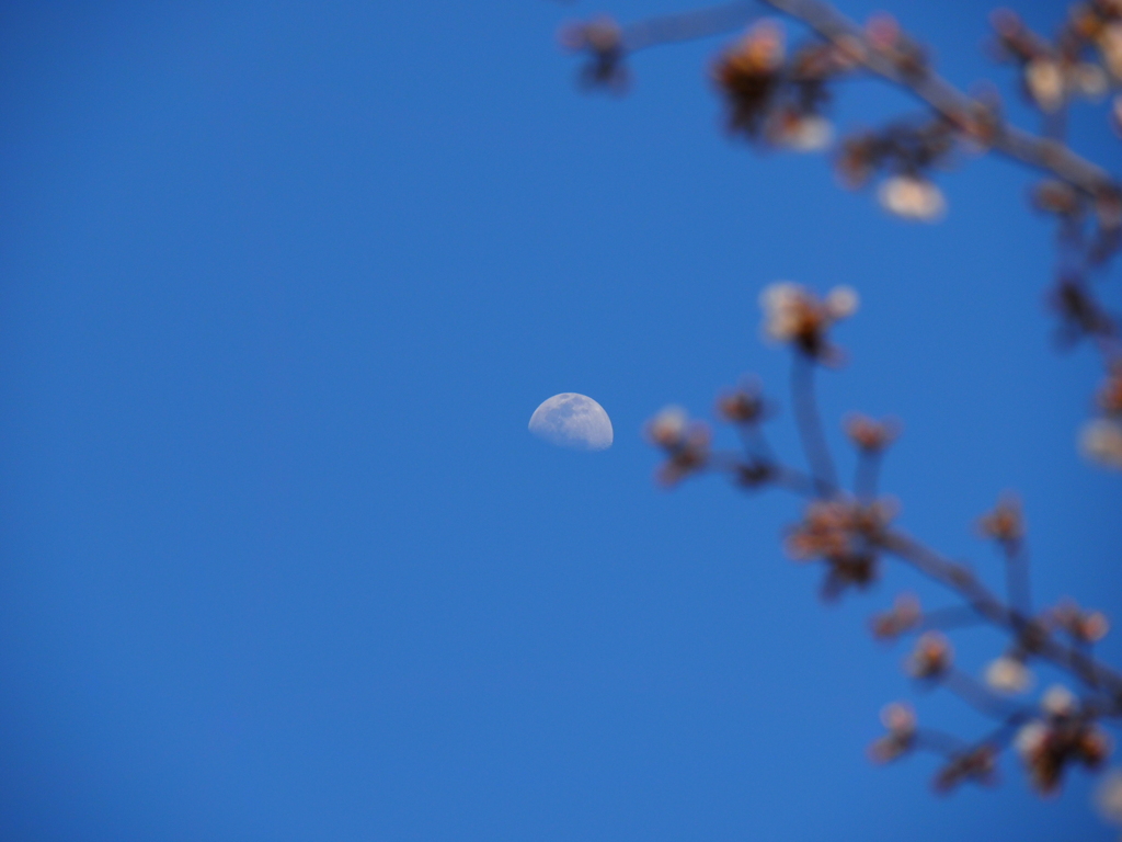 桜が咲いてる！おっと月だ！