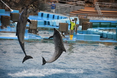 名古屋港水族館その１