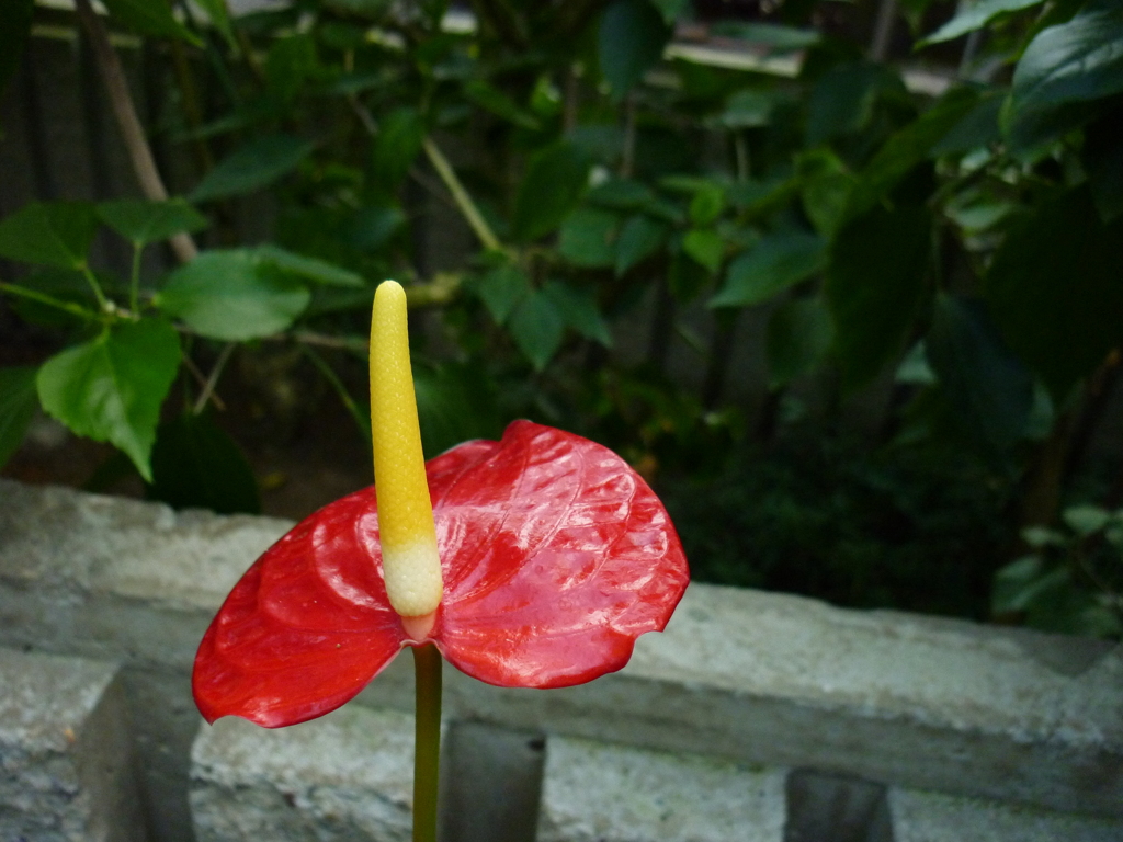 東山動植物園、花