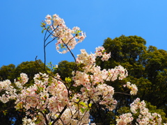 ポップアートで桜