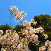 ポップアートで桜