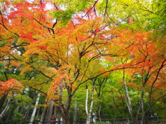 香嵐渓の紅葉