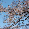 強風に耐え忍んだ桜