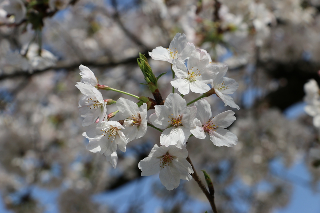 公園の桜