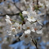 公園の桜