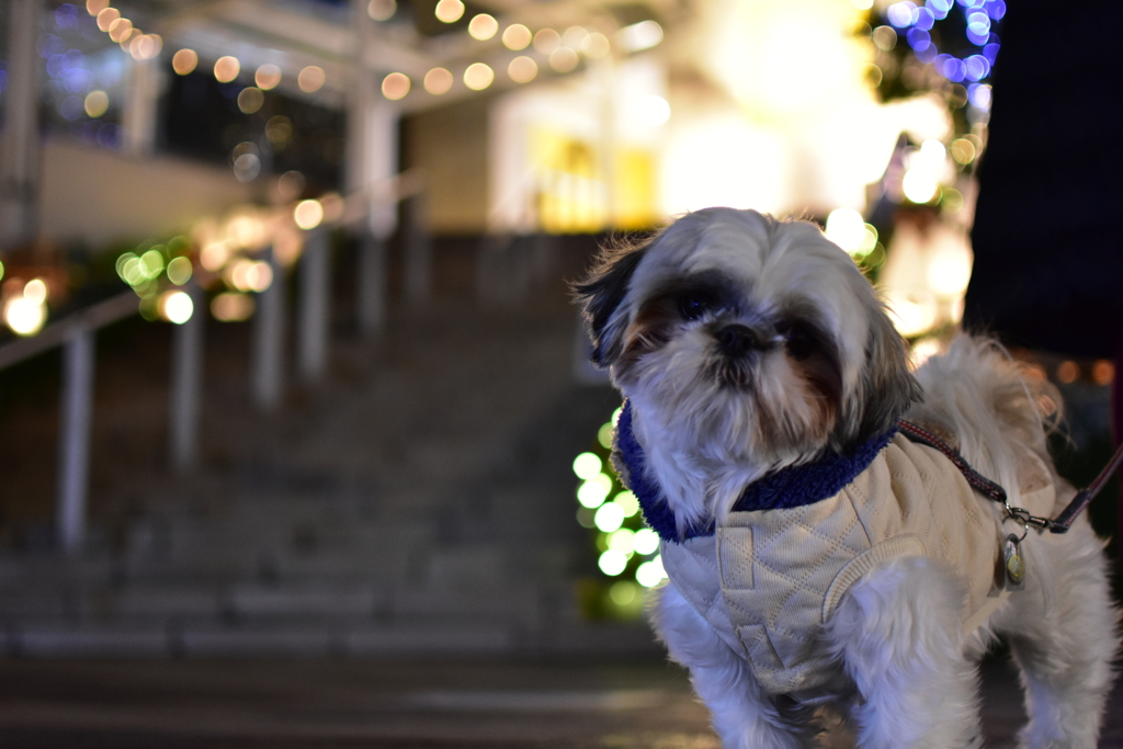 しずくの夜散歩