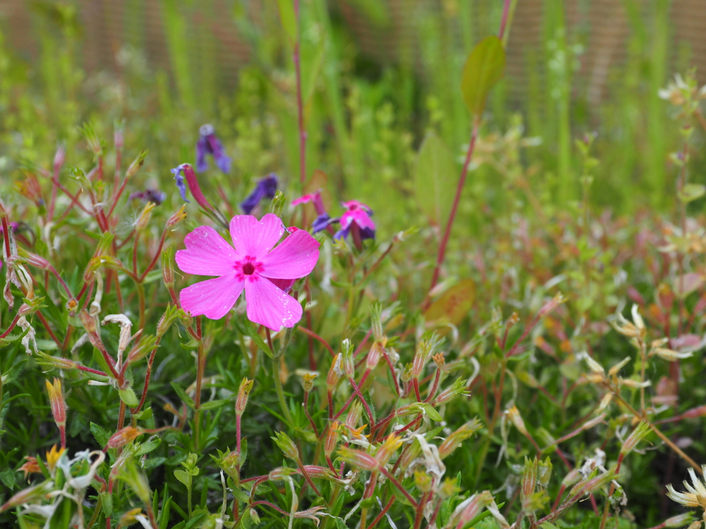 実家での花