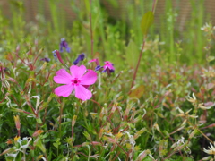 実家での花