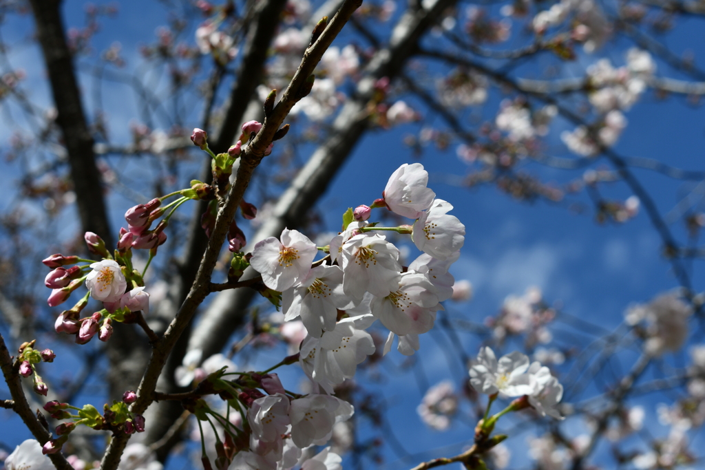 近所の公園の桜