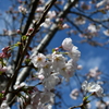 近所の公園の桜