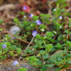 小さな花