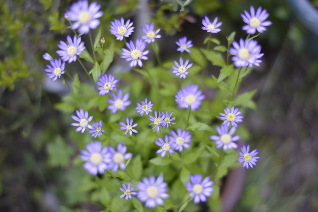 見下ろす花火
