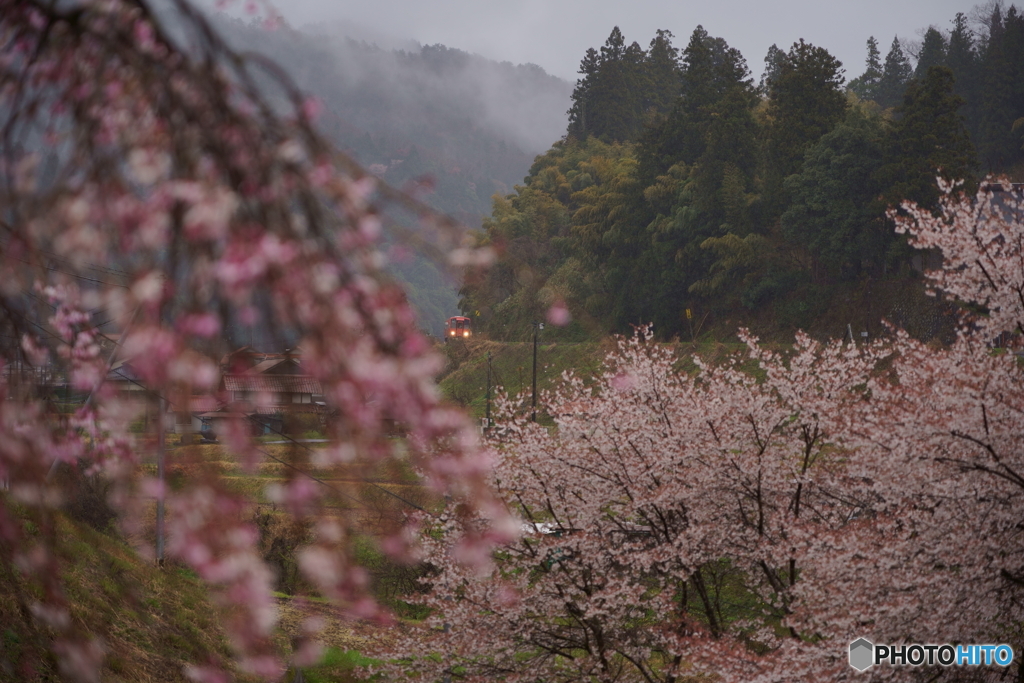 桜の向こうに