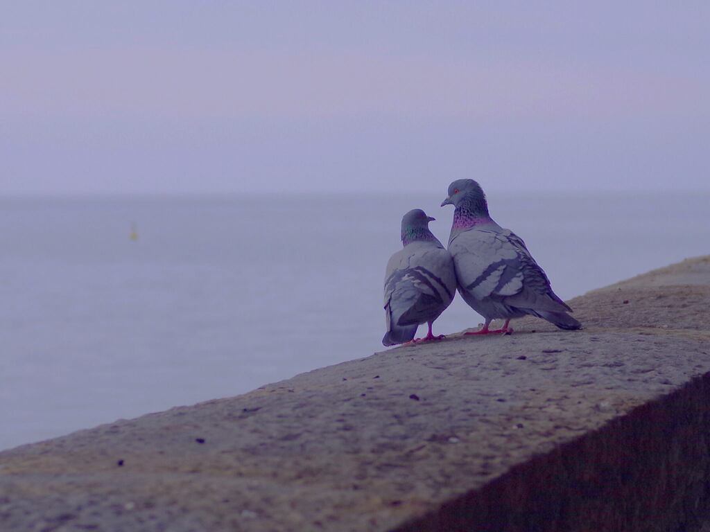 Una coppia di piccioni a Trieste / 03